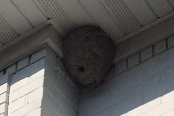 Bee Hive/Wasp Nest Removal